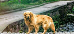 狗