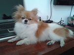 狗