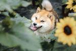 狗
