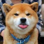 狗