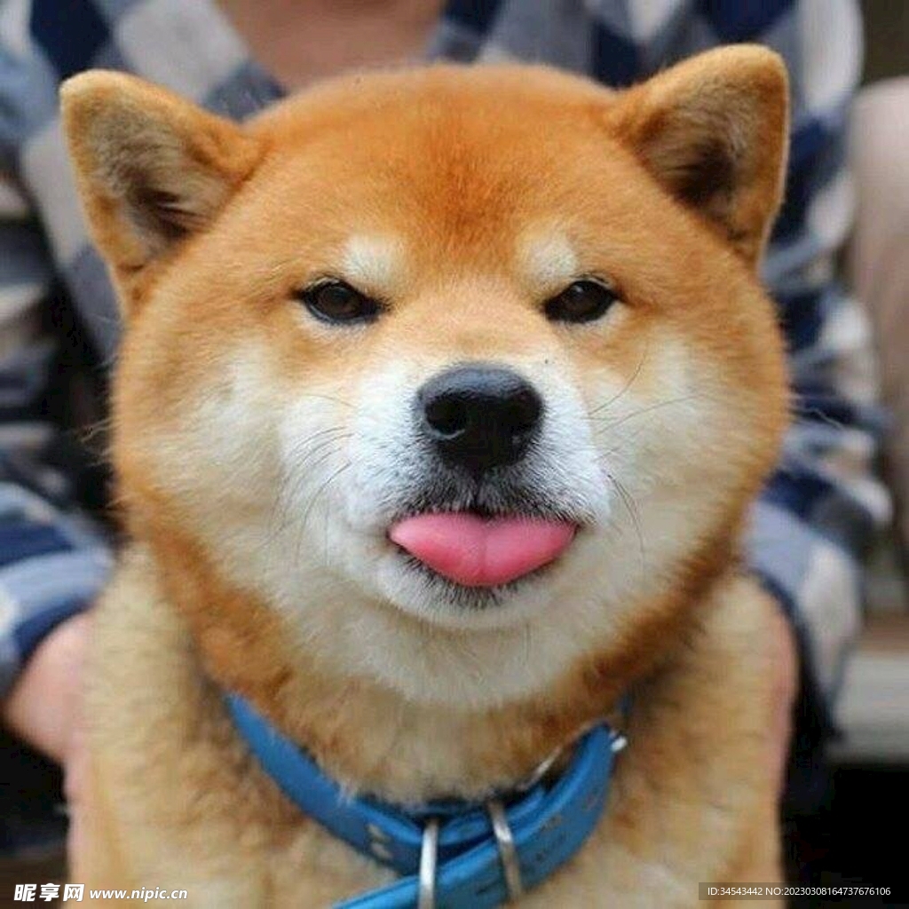 狗