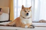 狗