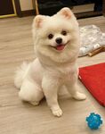 狗