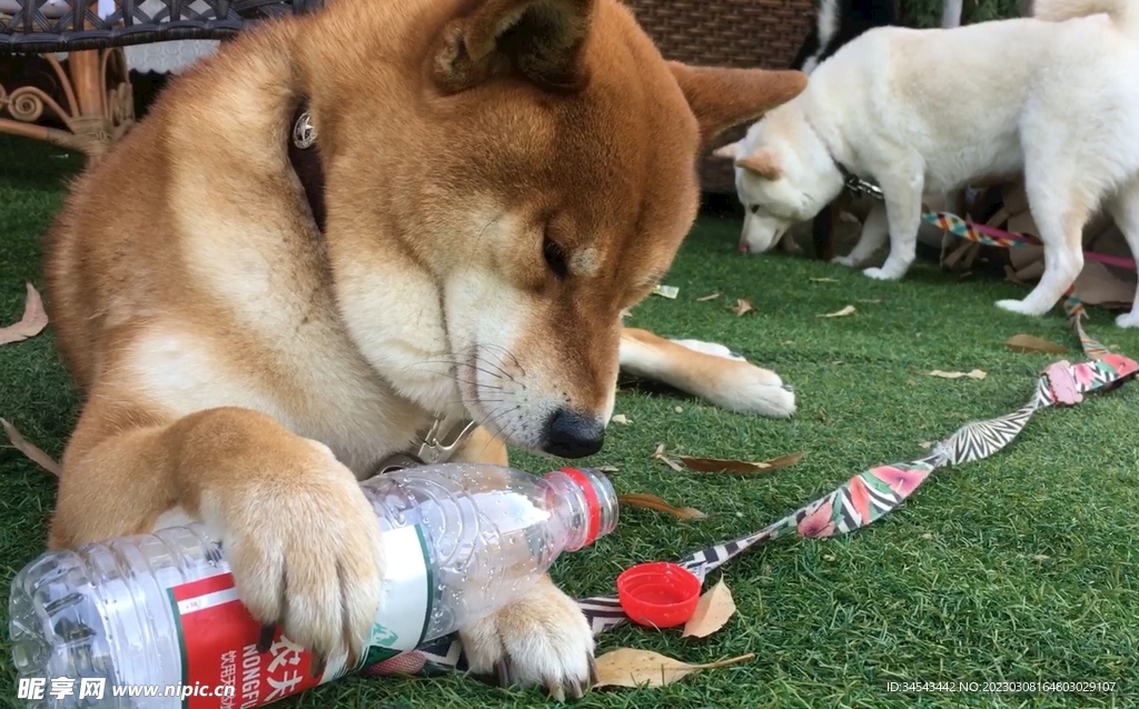 狗