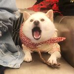 狗