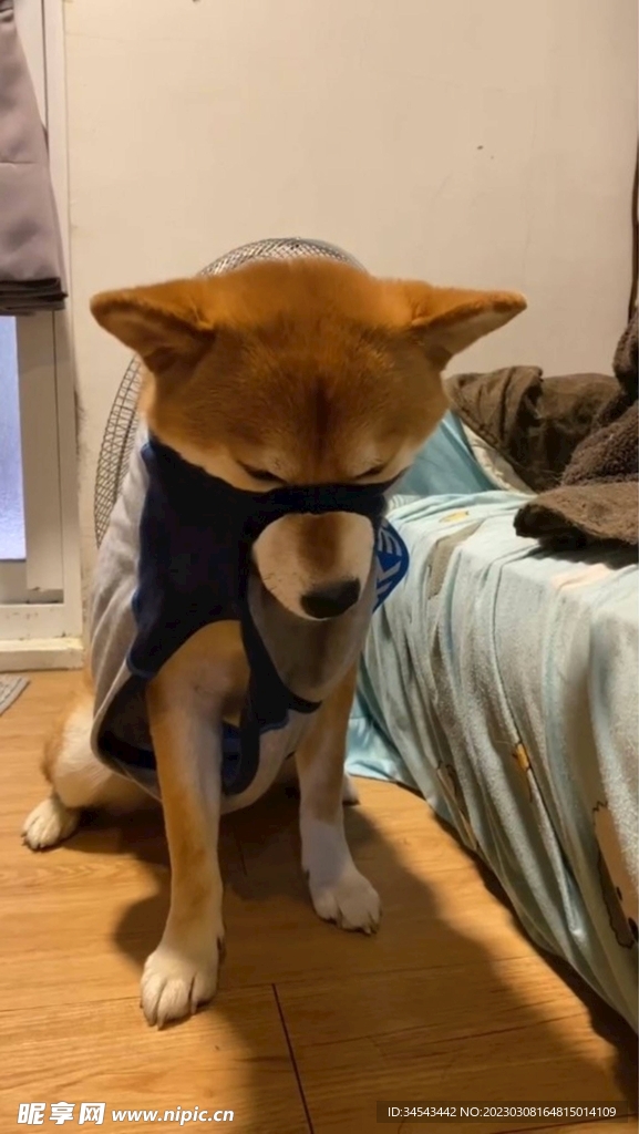 狗