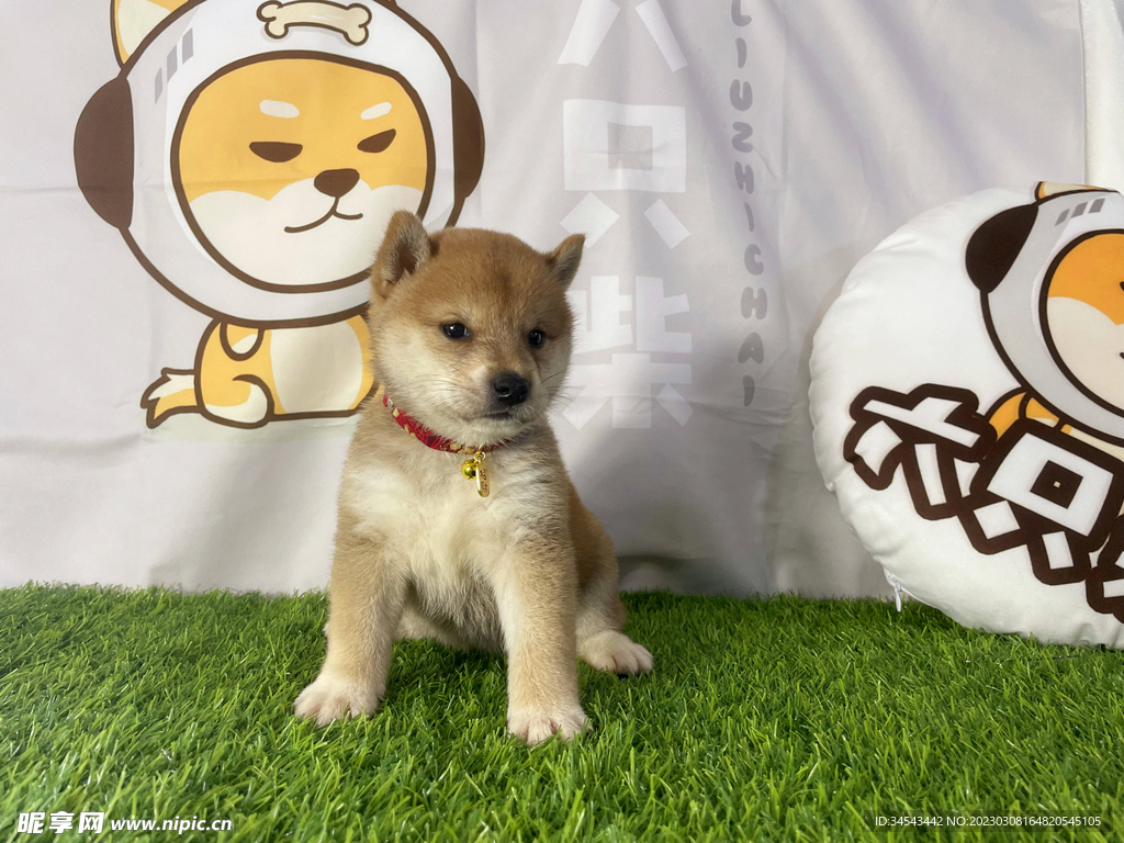 狗