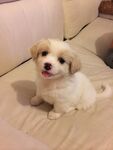 狗