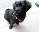 狗