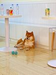 狗