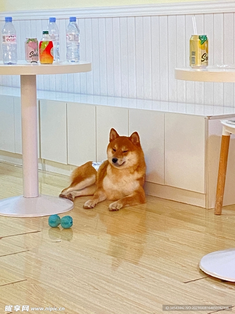 狗