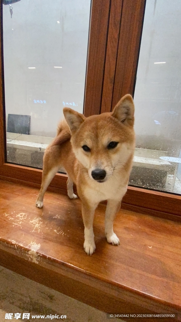 狗