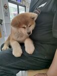 狗