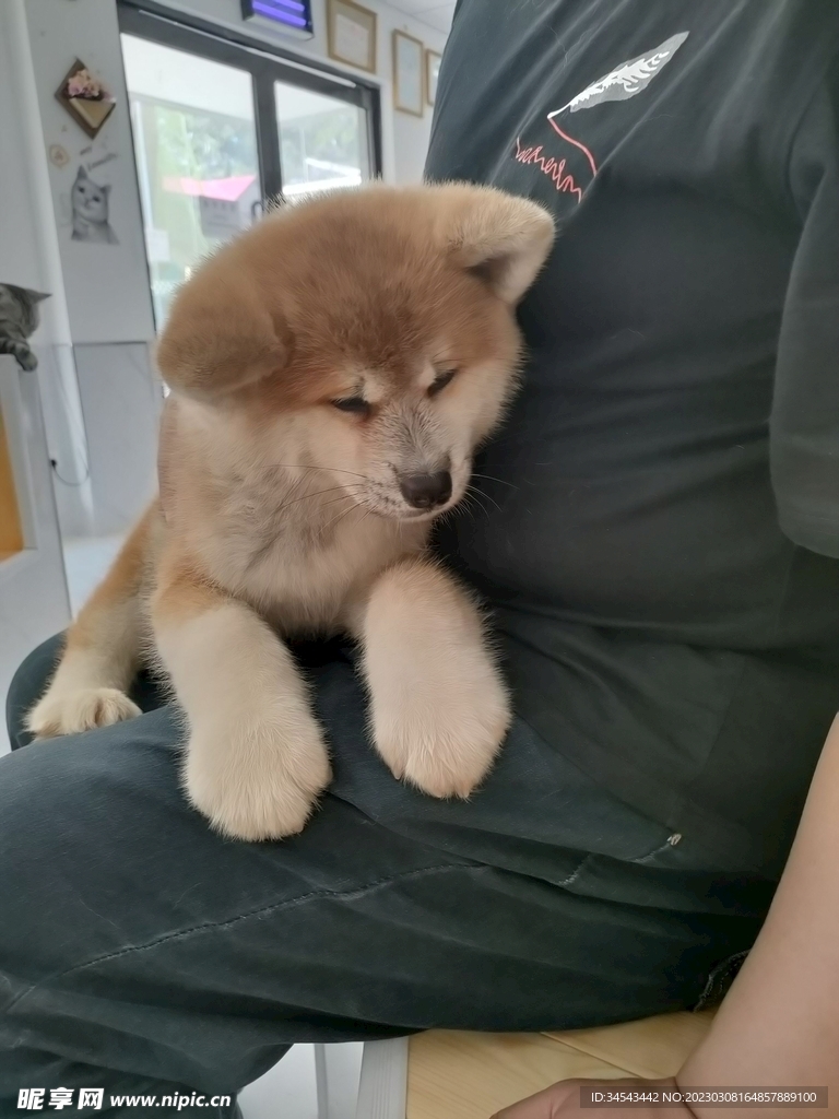 狗