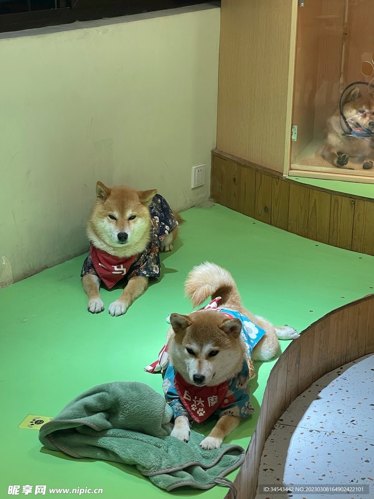 狗