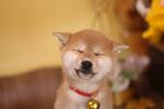 狗