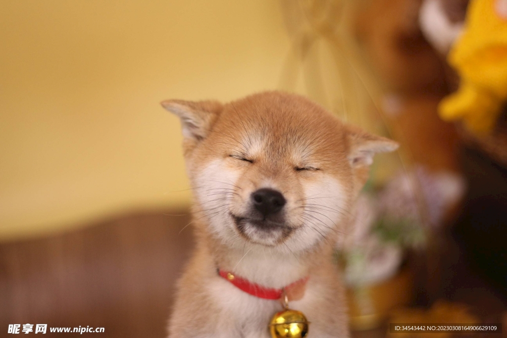 狗