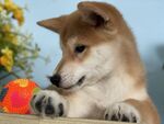 狗