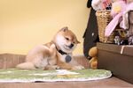 狗