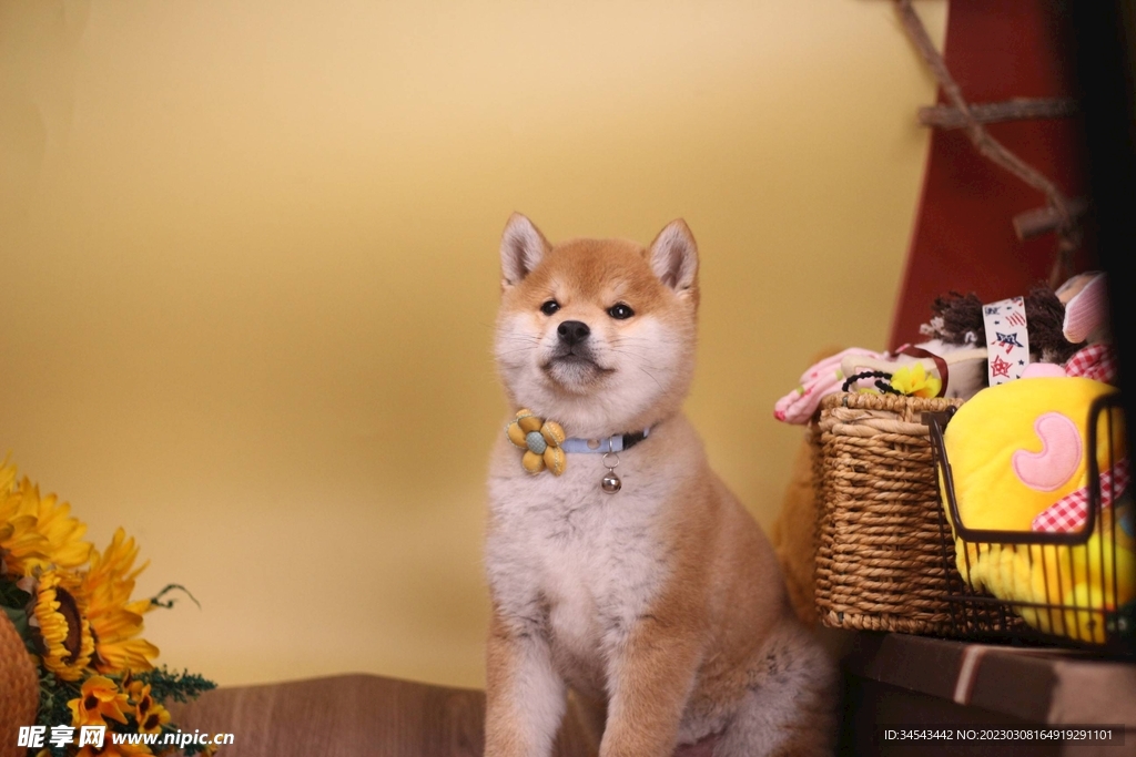 狗