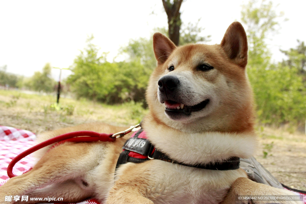 狗