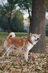狗