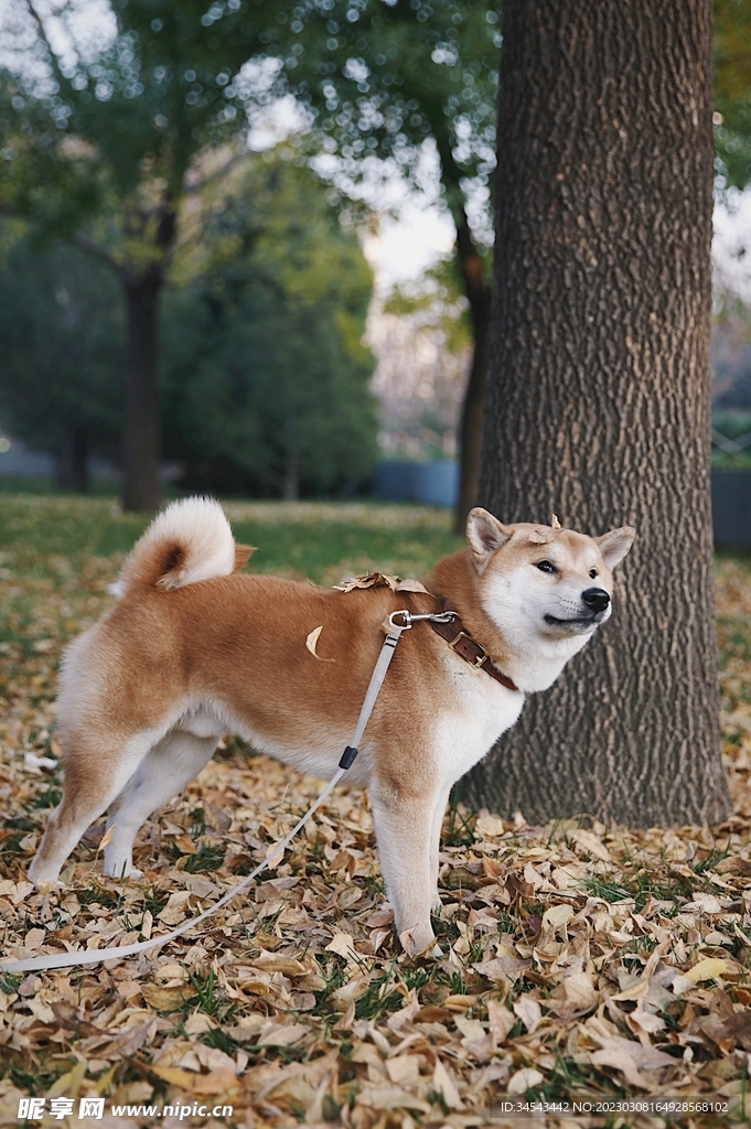 狗
