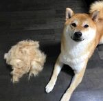狗