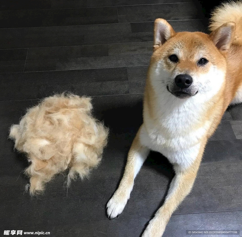 狗