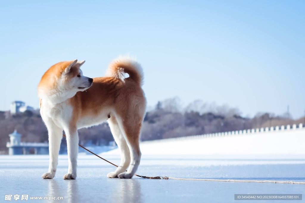 狗