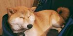 狗