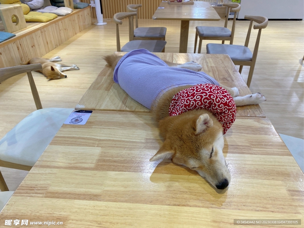 狗