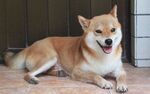 狗