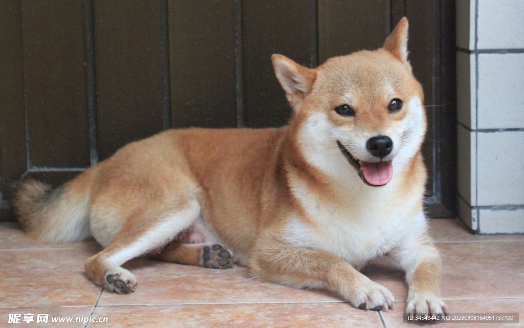 狗