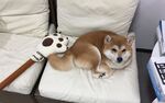 狗