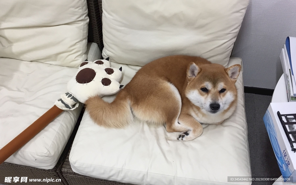狗