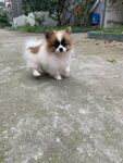 狗