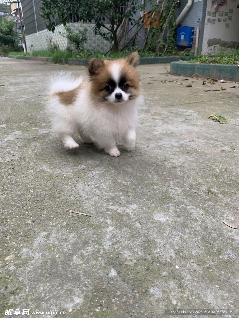 狗