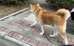 狗