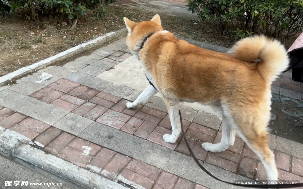 狗