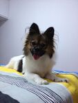 狗