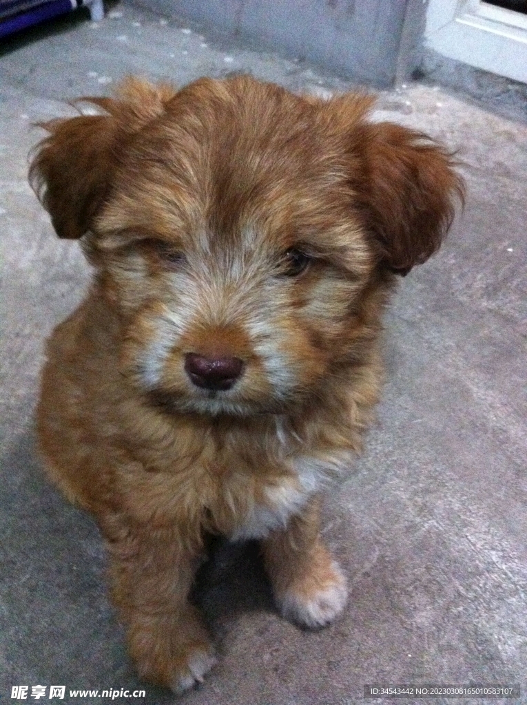 狗