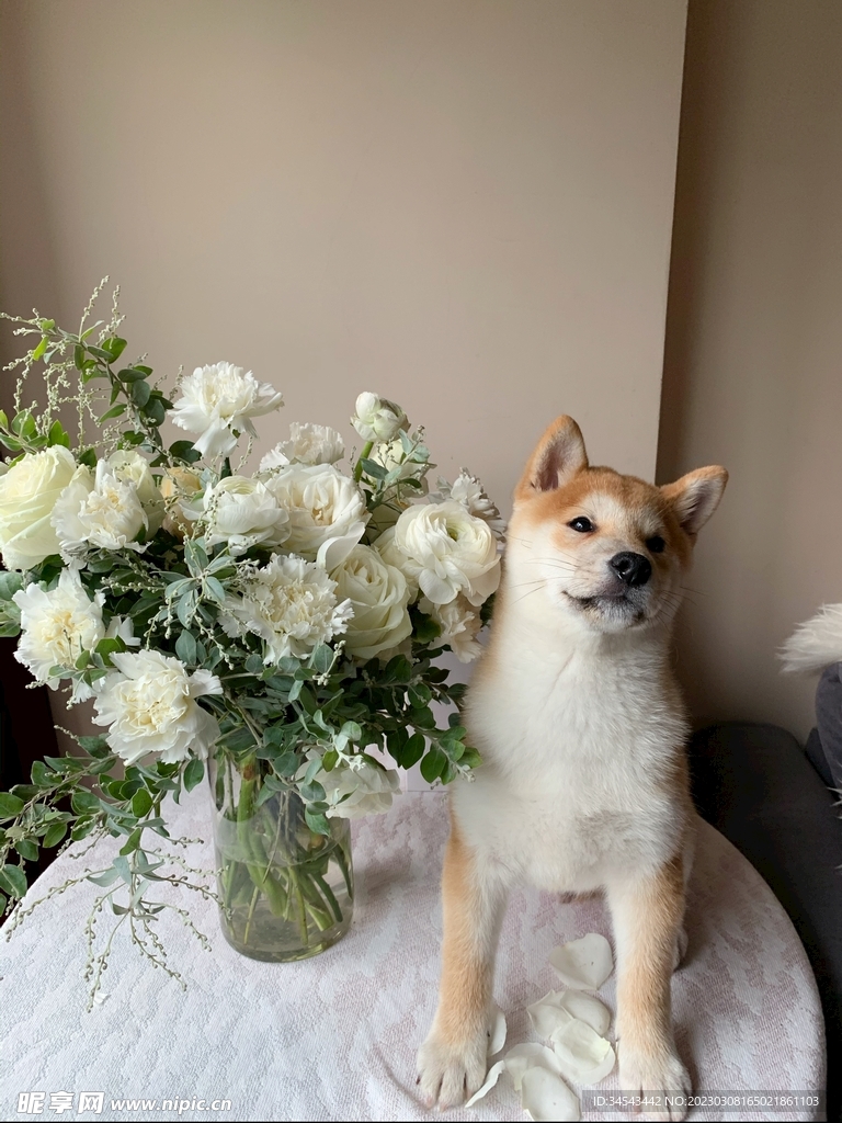狗