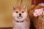 狗
