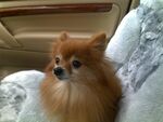 狗