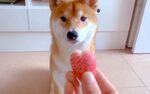 狗