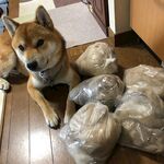 狗