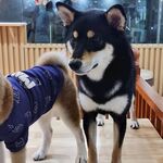狗