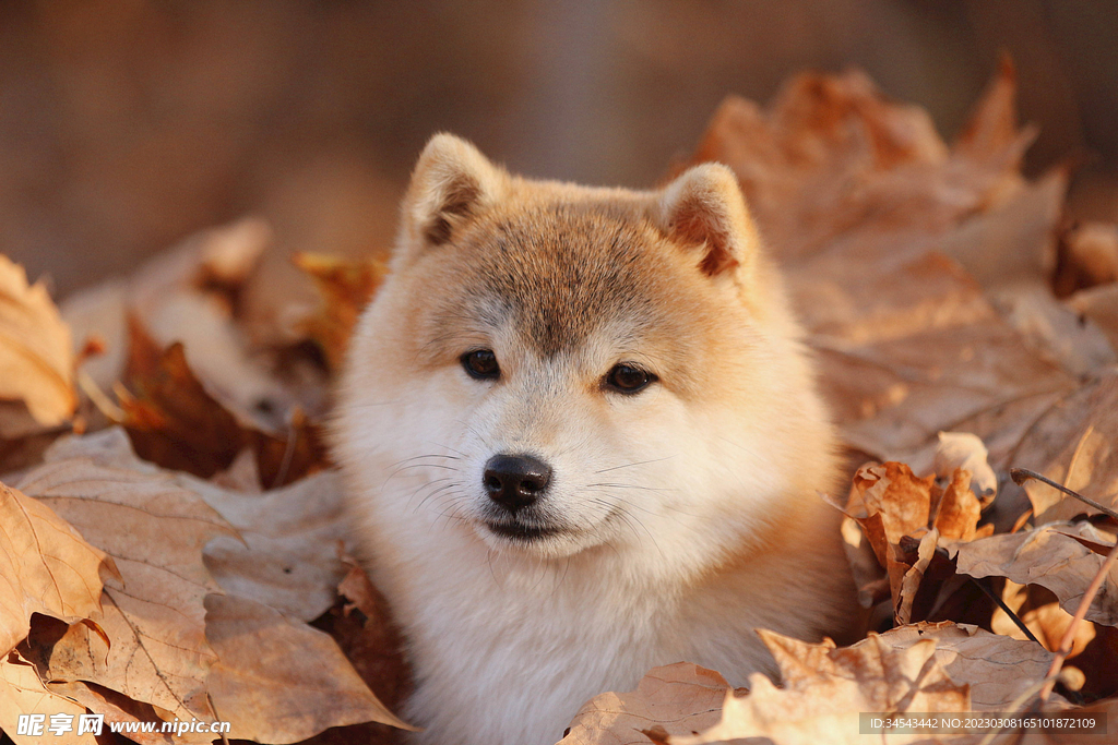 狗