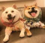 狗